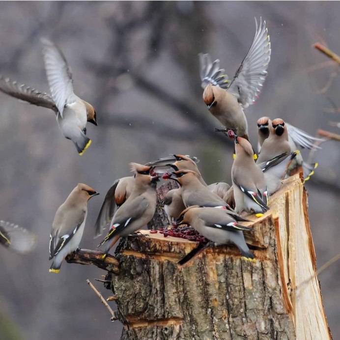 Вальдшнеп размах крыльев