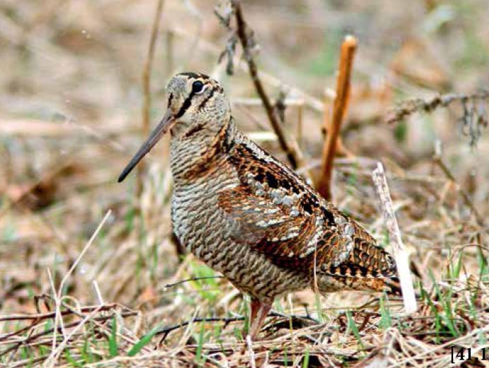 Вальдшнеп птица