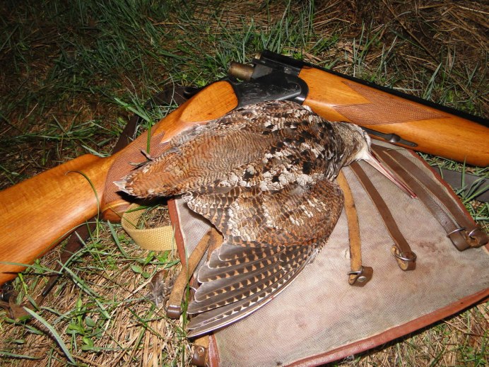 Гаршнеп птица