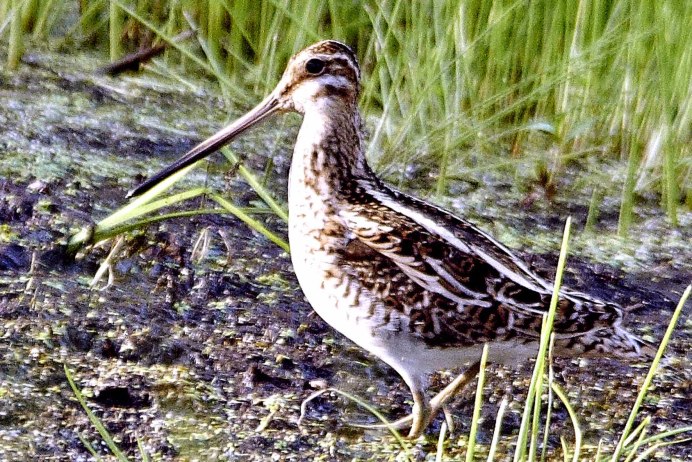 Вальдшнеп кроншнеп гаршнеп