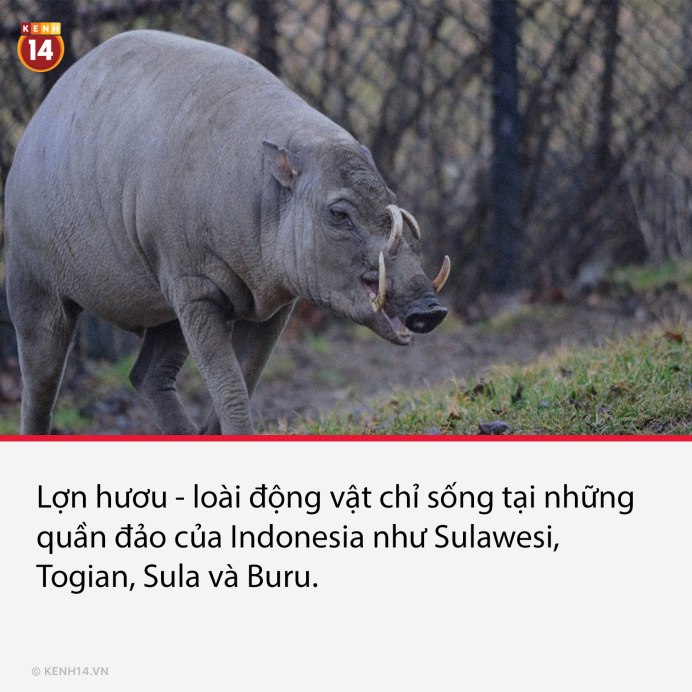 Свинья бабирусса
