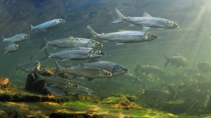 Сельдь морская рыба