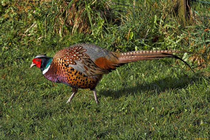 Фазан Лесной