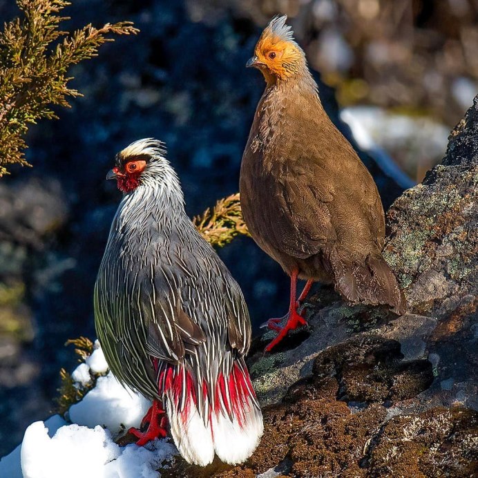 Вирджинио фазан