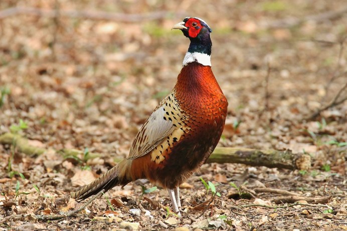 Фазан охотничий самка