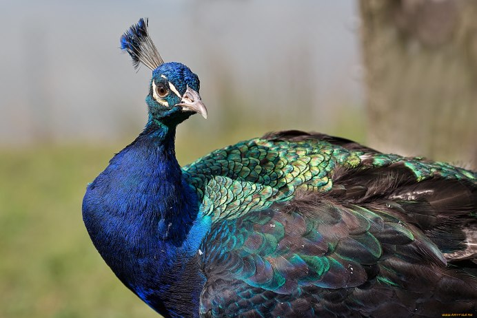 Чернокрылый Павлин