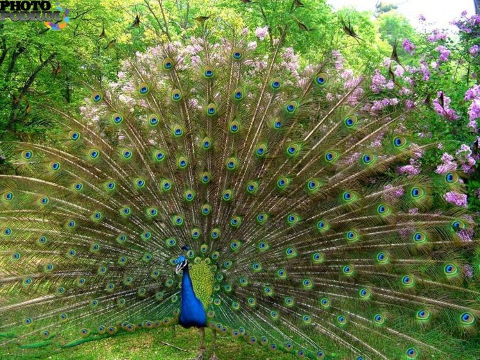 Синекрылый Павлин