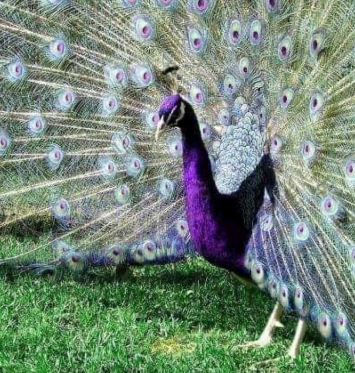 Яванский Павлин