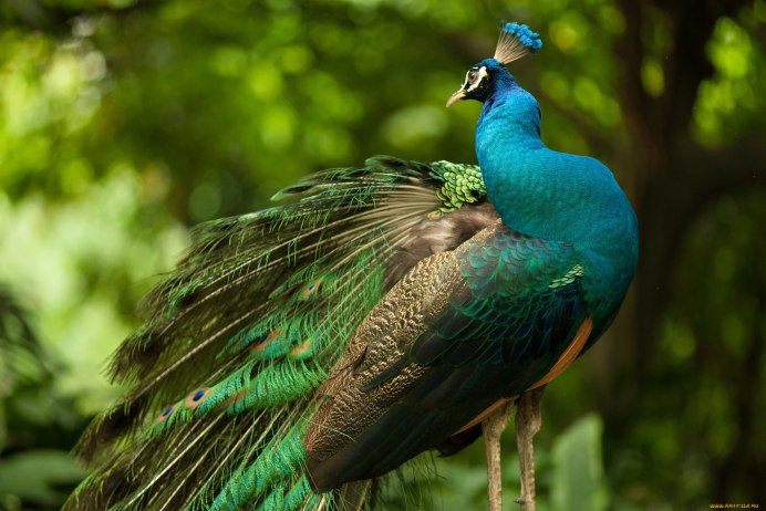 Палаванский Павлин фазан