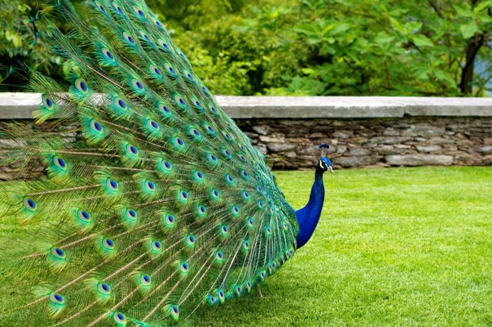 Павлин Петрински