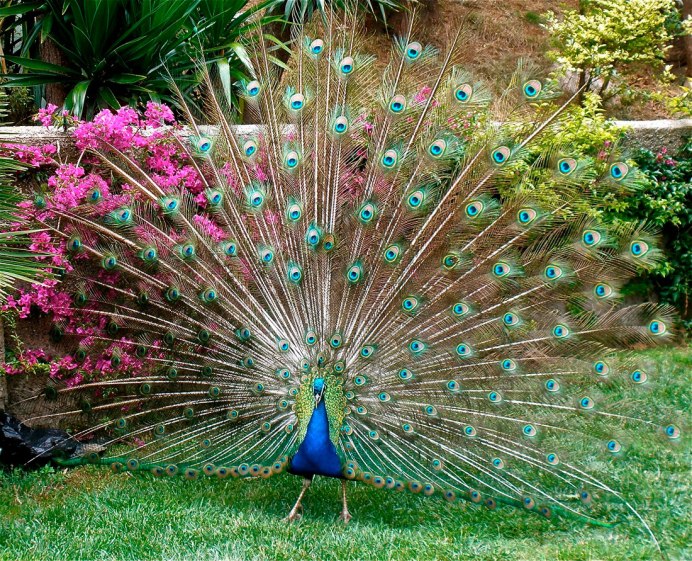 Красивые Павлины