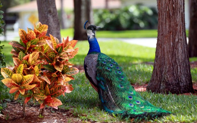 Императорский Павлин синий