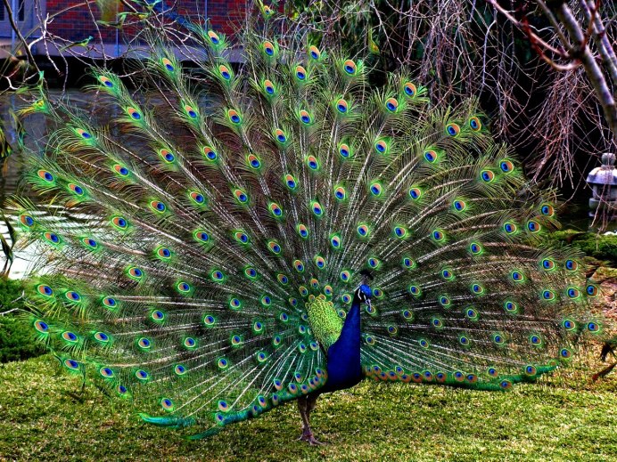 Черноплечий Павлин