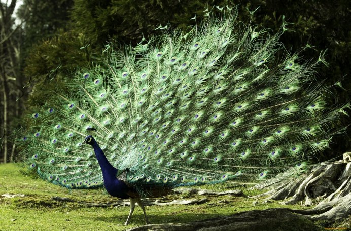 Павлин Мавлин птица