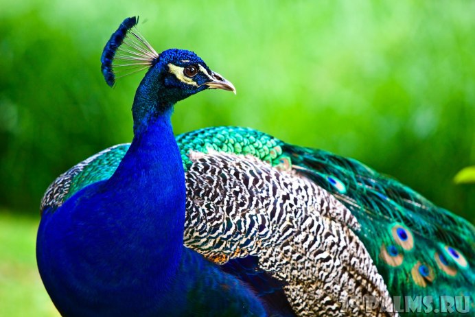 Павлин индийский обыкновенный