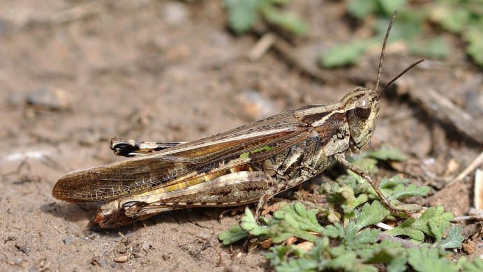 Anacridium aegyptium