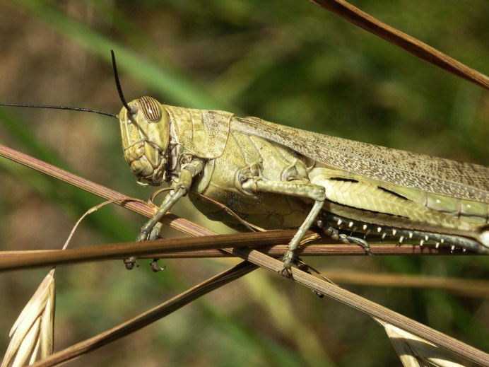 Сибирская кобылка Саранча