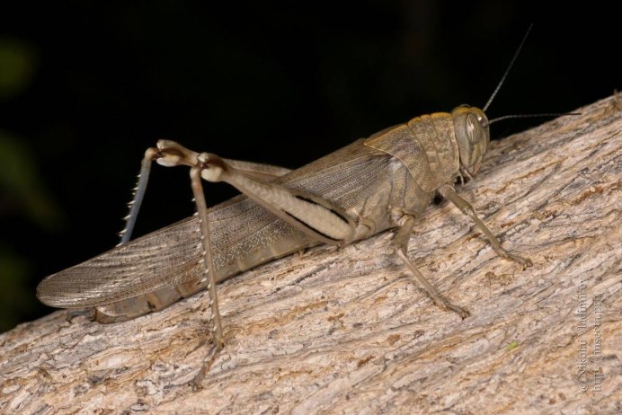 Саранча голубокрылая кобылка