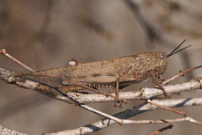 Anacridium aegyptium