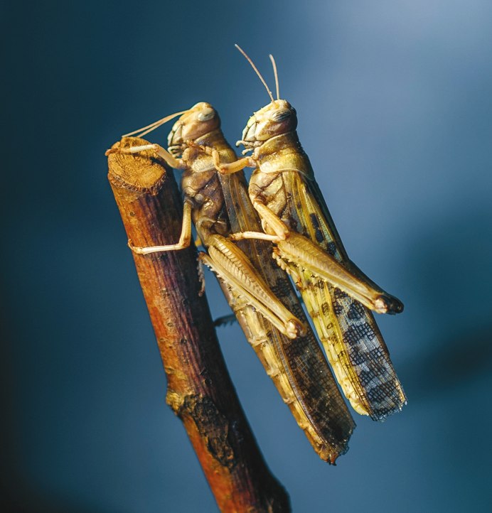 Прямокрылые саранчовые