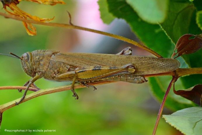 Anacridium aegyptium