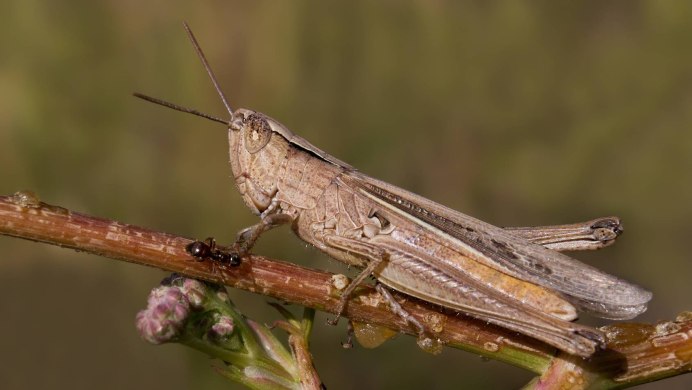 Египетская кобылка Саранча
