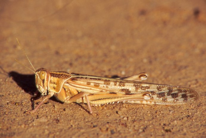 Углокрылый кузнечик