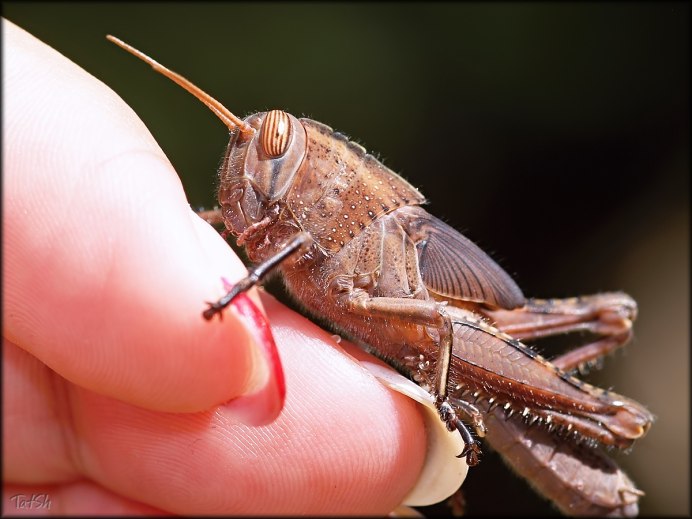 Египетская кобылка Саранча