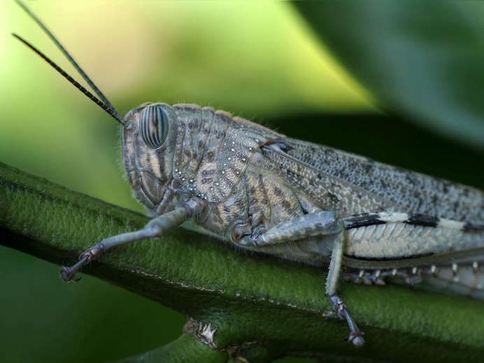 Египетская кобылка Anacridium aegyptium.