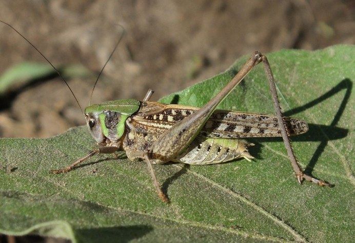 Аравийский полуостров Саранча