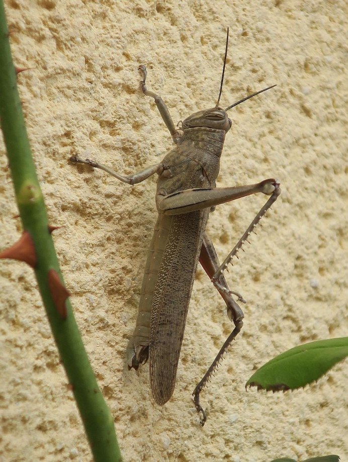 Саранча кобылка