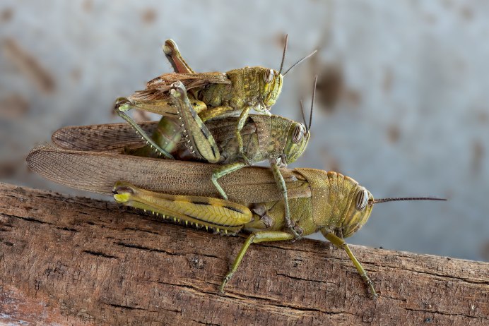 Anacridium aegyptium