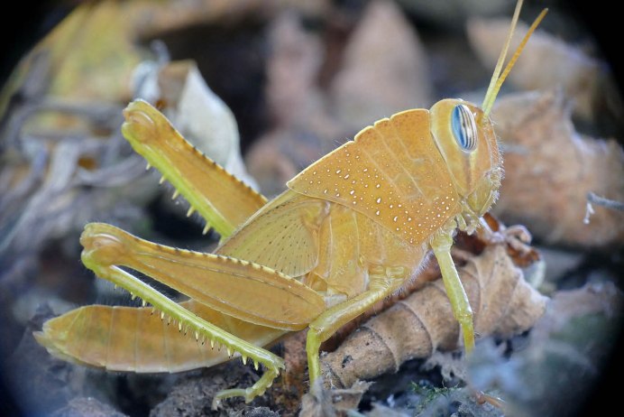 Африканская Саранча