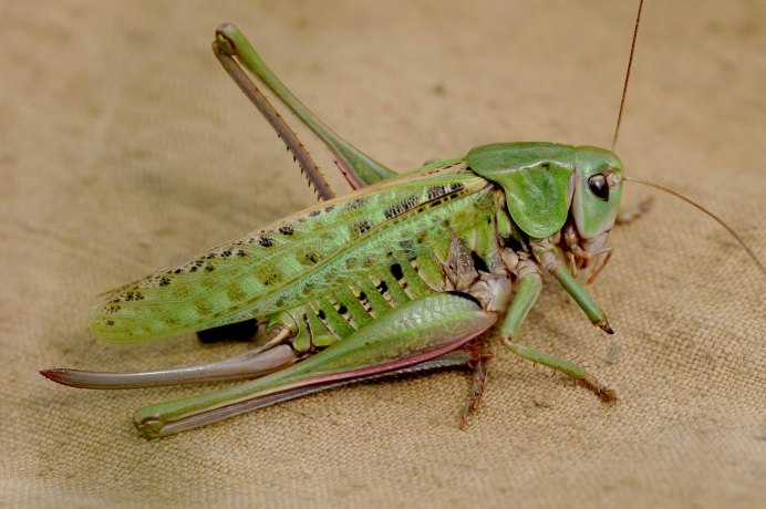 Кобылка кузнечик и Саранча