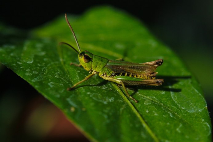 Anacridium aegyptium