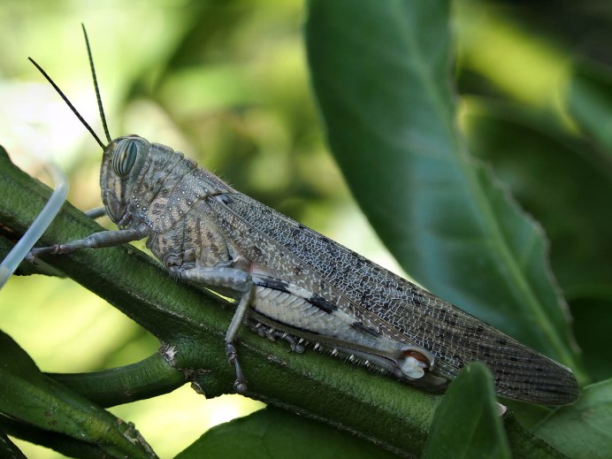 Азиатская Перелетная Саранча