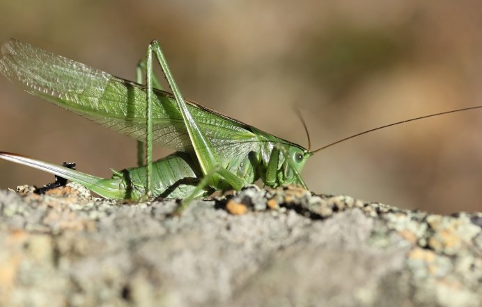 Египетская кобылка Саранча