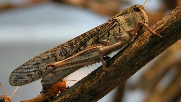 Прибрежная кобылка