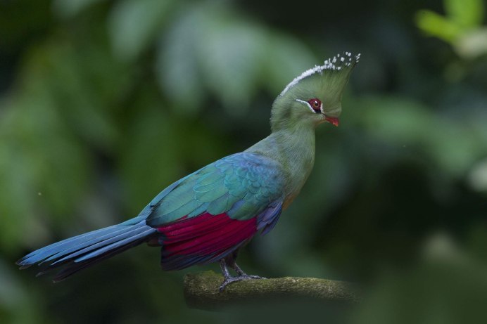 Tauraco corythaix