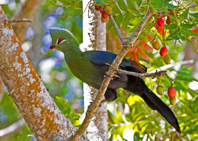 Turaco Bird eating Fruit