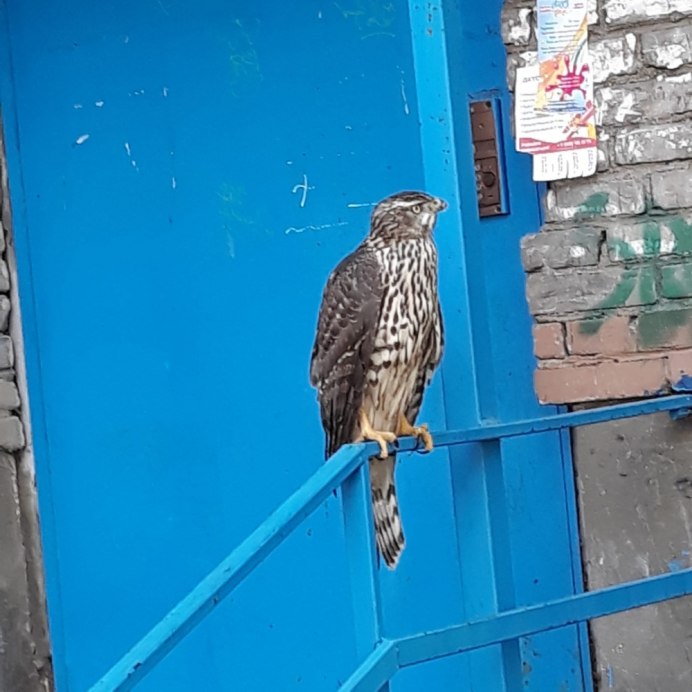 Ridgway's Hawk