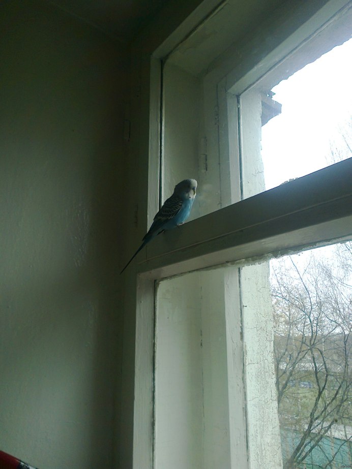 Заглядывает в окно
