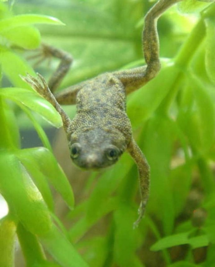 Лягушка Xenopus laevis
