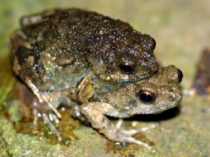 Африканская лягушка аквариумная