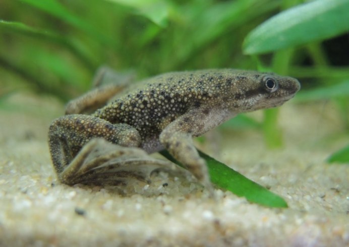 Карликовая лягушка гименохирус
