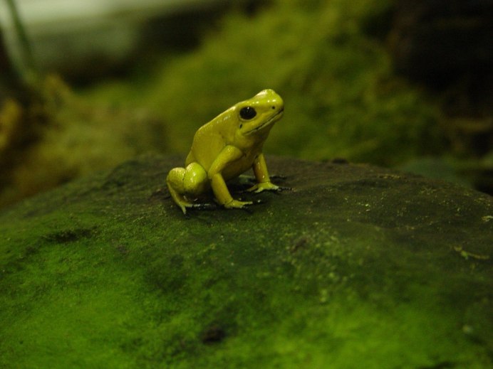 Шпорцевая лягушка головастики