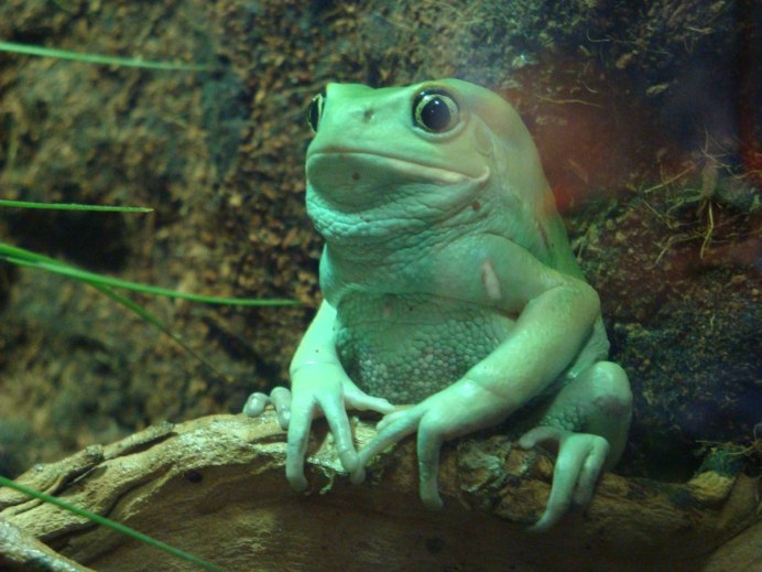 Лягушка Paedophryne