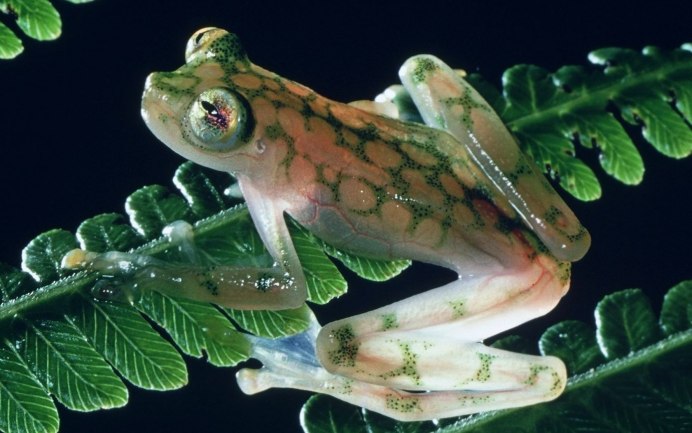 Лягушка микроквакша