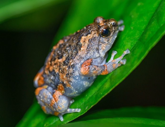 Красный древолаз лягушка