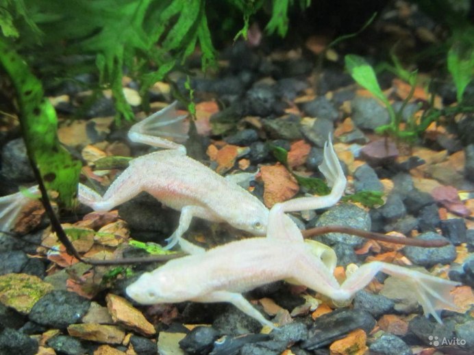 Карликовая лягушка гименохирус